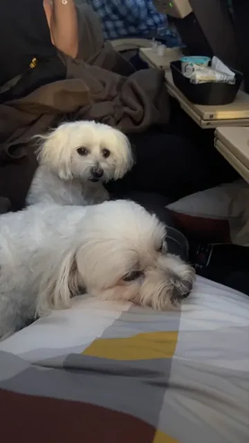Two dogs in the photograph attached to Sarah Mashru’s Google review